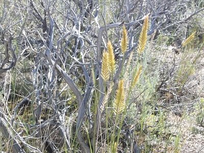Crested wheatgrass